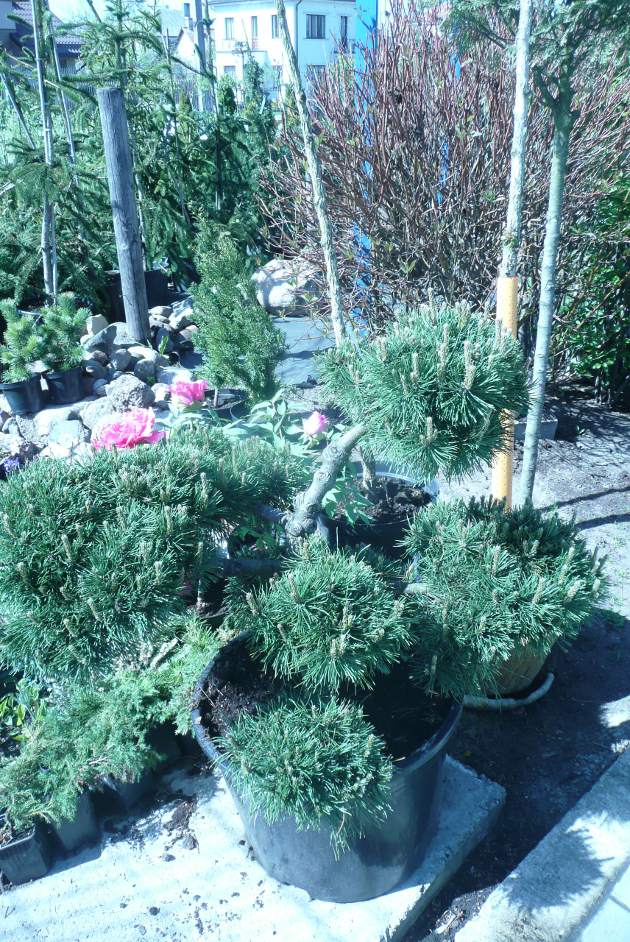 Tobuli bonsai tobulam sodui - dekoratyvinių augalų centre BENVITA 
