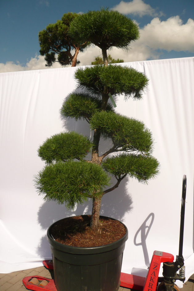 Tobuli bonsai tobulam sodui - dekoratyvinių augalų centre BENVITA 