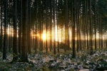 AMBER FOREST, UAB - miško su žeme pirkimas, miško iškirtimui pirkimas, miško tvarkymas, apvaliosios medienos pardavimas