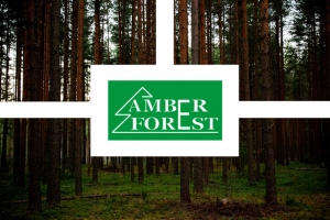 Brangiai perkame mišką visoje Lietuvoje: stataus miško pirkimas, miško su žeme pirkimas, miško pirkimas iškirtimui