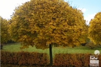 Pav. Klevas paprastasis (Acer platenoides) 'Globosum'