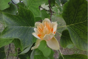 Pražydo tulpmedis Benvitos augalų centre