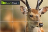 Tinklinės tvoros: Apsuktos cinkuotos vielos AGRO tinklas gyvūnų aptvėrimui